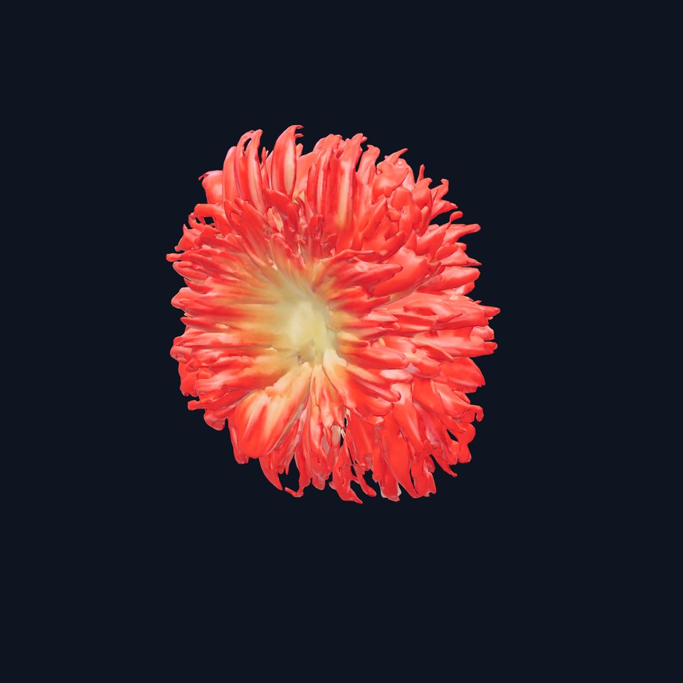 Scarlet Dahlia Blossom model pack